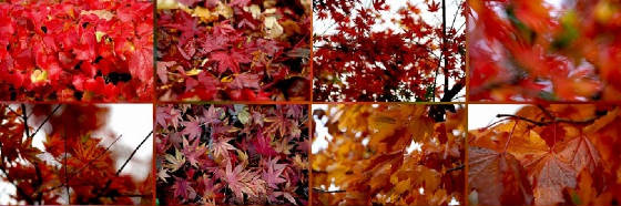 Bernard-album/fall-colours-seattle.jpg