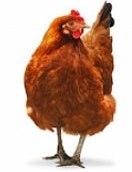 earlybird-haan-2.jpg