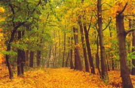 herfst.jpg