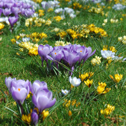 lente-3.jpg