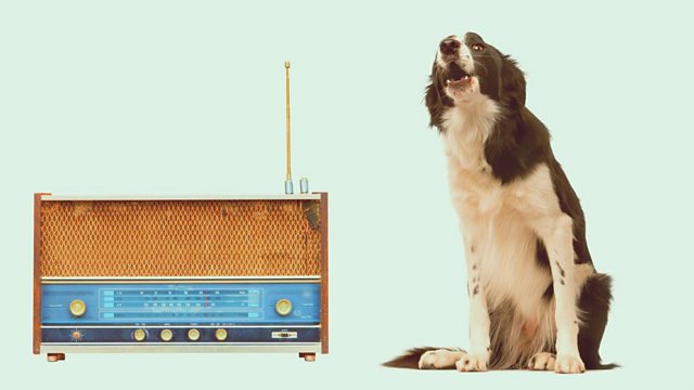 radio-dog.jpg